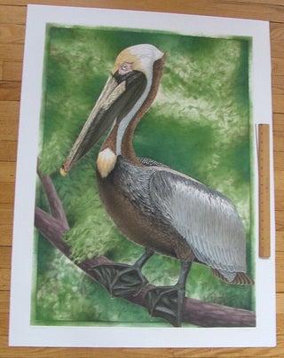 Item #277 Brown Pelican, an original copper plate engraving from the collection of twenty Birds...