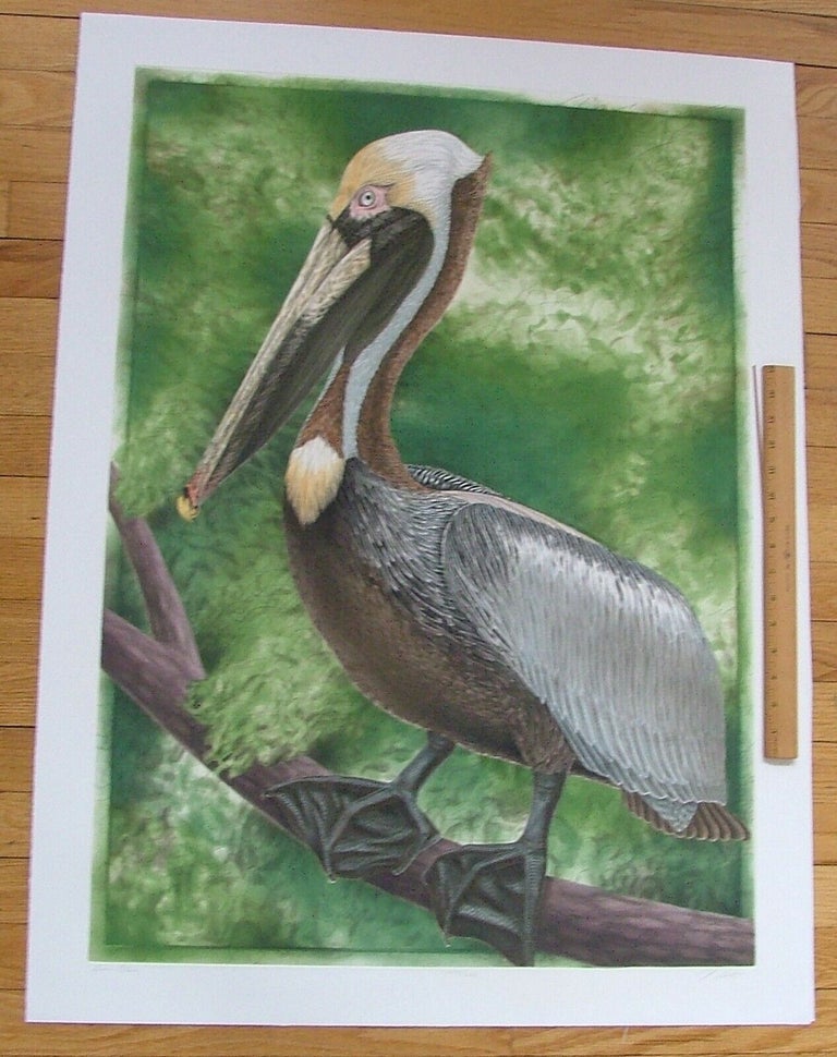 Item #277 Brown Pelican, an original copper plate engraving from the collection of twenty Birds of Florida. 1/250 signed by John Costin. John Costin.