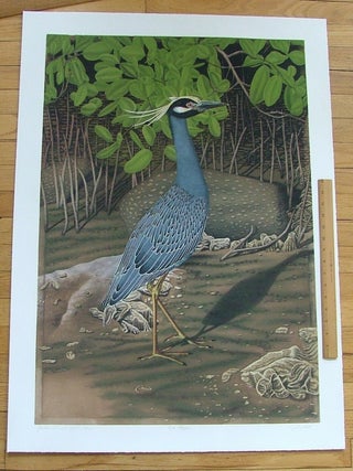 Item #281 Yellow Crowned Night Heron, an original copper plate engraving from the...