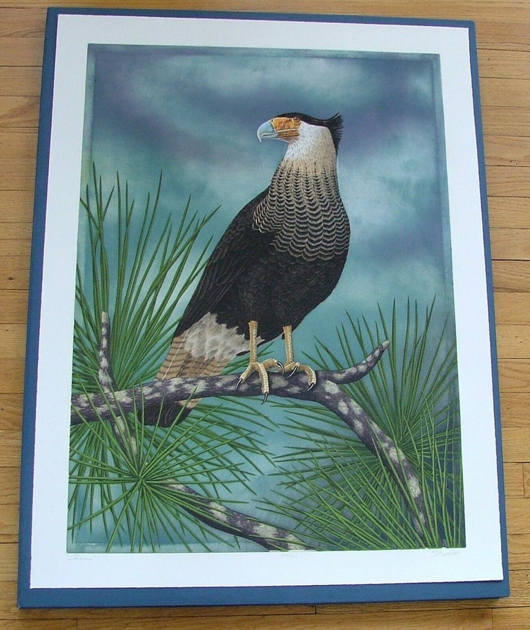 Item #282 Caracara, an original copper plate engraving from the collection of twenty Birds of Florida. 1/100 signed by John Costin. John Costin.