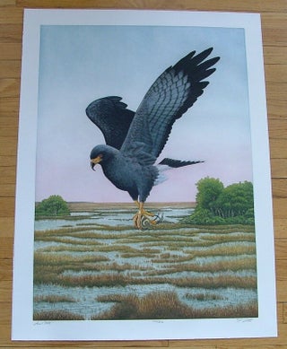 Item #283 Snail Kite, an original copper plate engraving from the collection of twenty Birds of...