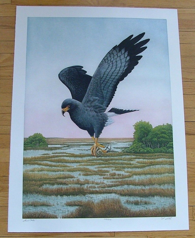 Item #283 Snail Kite, an original copper plate engraving from the collection of twenty Birds of Florida. 1/100 signed by John Costin. John Costin.