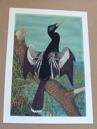 Item #284 Anhinga, an original copper plate engraving from the collection of twenty...