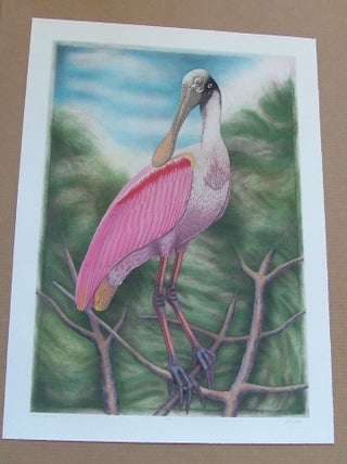 Item #286 Spoonbill, an original copper plate engraving from the collection of twenty...