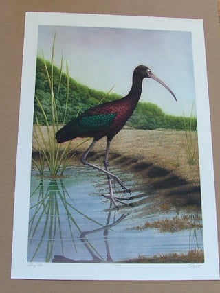 Item #288 Glossy Ibis, an original copper plate engraving from the collection of...