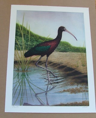 Item #288 Glossy Ibis, an original copper plate engraving from the collection of twenty Birds of...