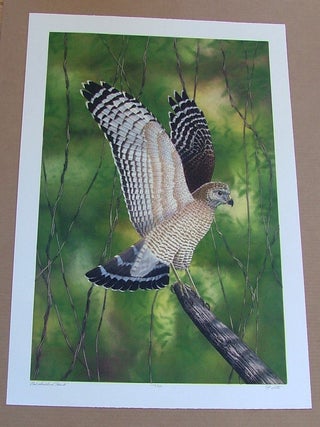 Item #291 Red Shouldered Hawk, John Costin