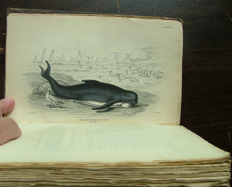 Item #412 The Naturalist's Library. Mamalia. Vol. VI on the Ordinary Cetacea or Whales. Sir William Jardine, Bart.