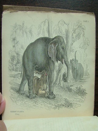 The Natural History of The Pachydermes, or Thick-Skinned Quadrupeds; Consisting of the Elephant, Rhinoceros, Hippopotamus, Tapir, Hog, &c.